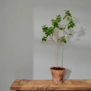 Chicago Grey 2,5litra