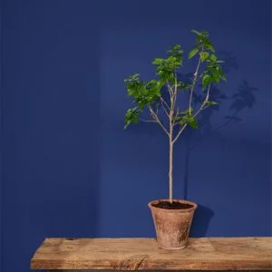 Napoleonic Blue 120ml