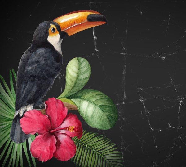 Toucan
