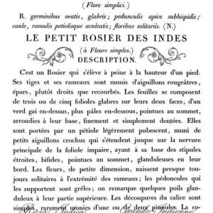 Transfer na nábytok IOD - Le Petit Rosier