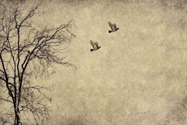 Flying Birds