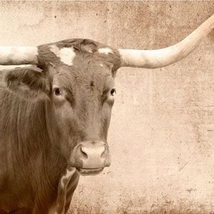 Texas Longhorn
