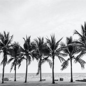 Palm Trees