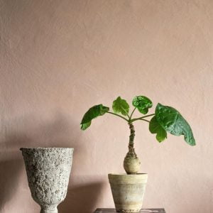 Vápenné farby kalklitir limewash