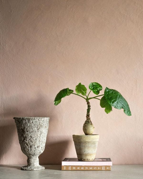 Vápenné farby kalklitir limewash