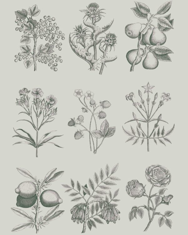 Annie Sloan dekupáž Botanical Drawings