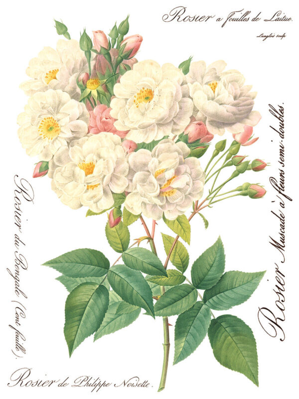 Transfer na nábytok IOD Rose Botanical - Image 6