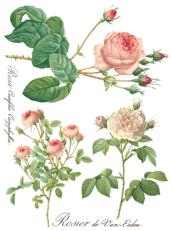 Transfer na nábytok IOD Rose Botanical - Image 8