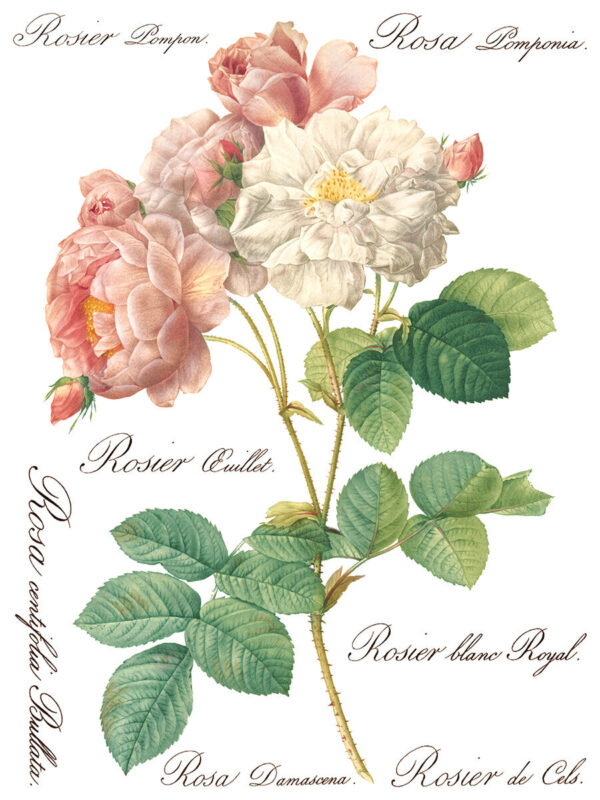 Transfer na nábytok IOD Rose Botanical - Image 10