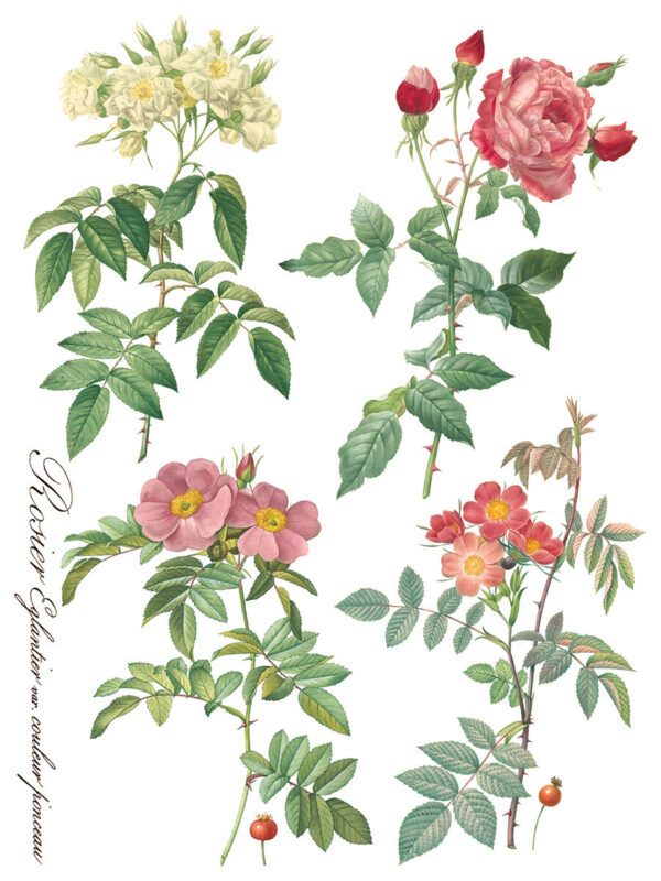 Transfer na nábytok IOD Rose Botanical - Image 12