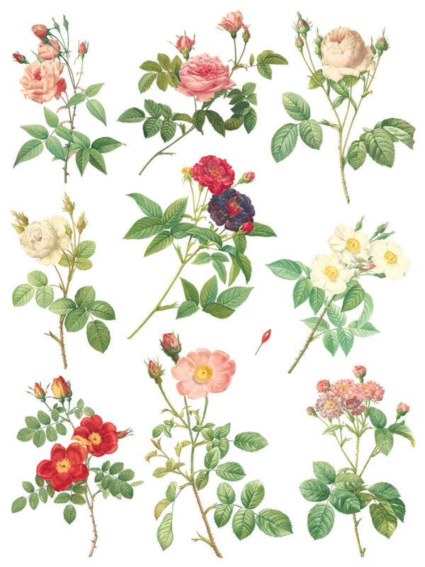 Transfer na nábytok IOD Rose Botanical - Image 13